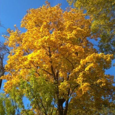 Осенний дух (аудиокнига)