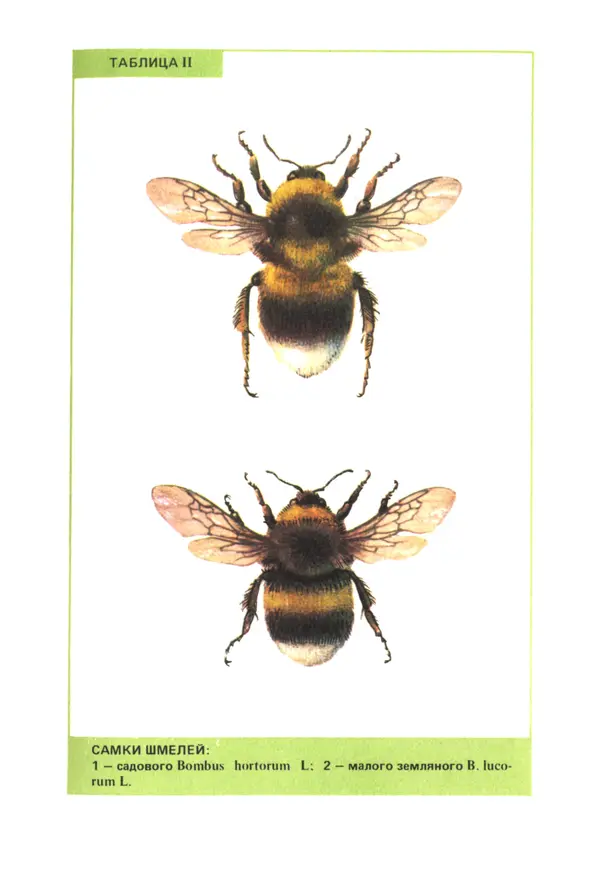 Виктор Гребенников - Шмели - опылители клевера - Страница № 54