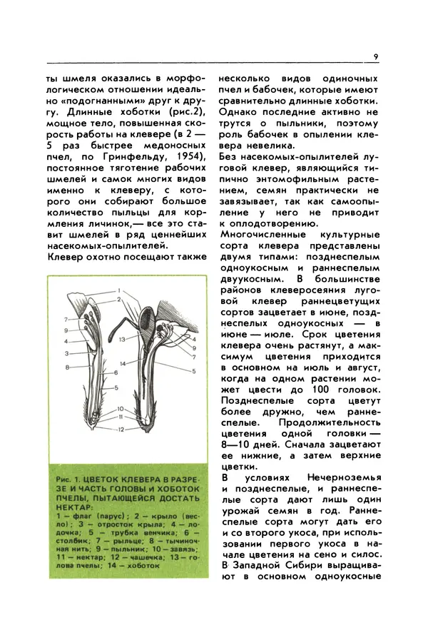 Виктор Гребенников - Шмели - опылители клевера - Страница № 8