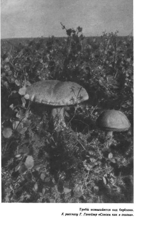 Константин Паустовский - Мир вокруг нас - Страница № 66