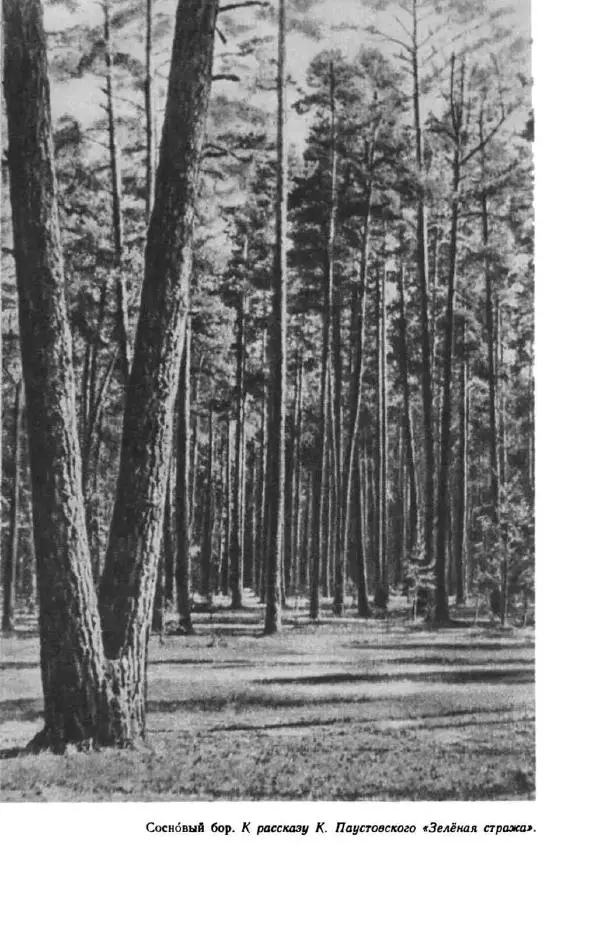 Константин Паустовский - Мир вокруг нас - Страница № 68