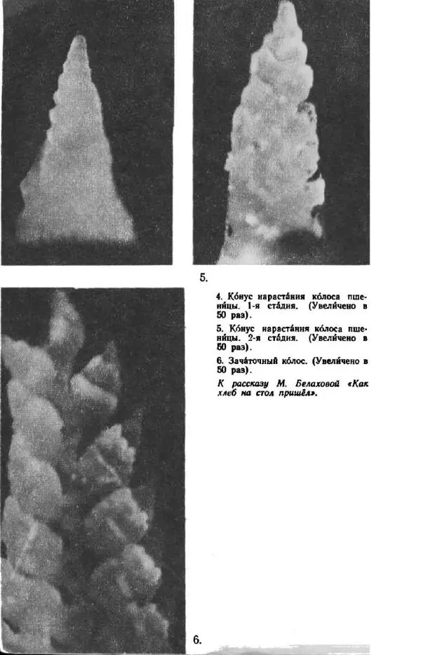 Константин Паустовский - Мир вокруг нас - Страница № 231