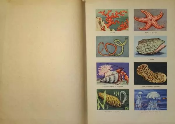 Игорь Акимушкин - Животные морские и речные - Страница № 18