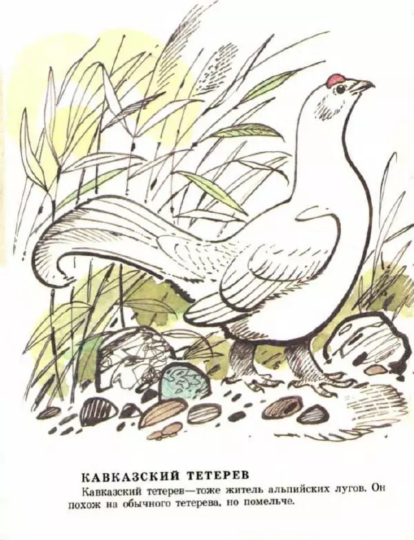 Владимир Флинт - В горах - Страница № 12