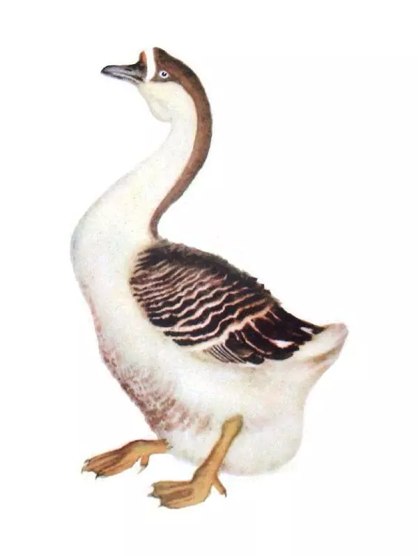 Самуил Маршак - Кто колечко найдёт? - Страница № 7