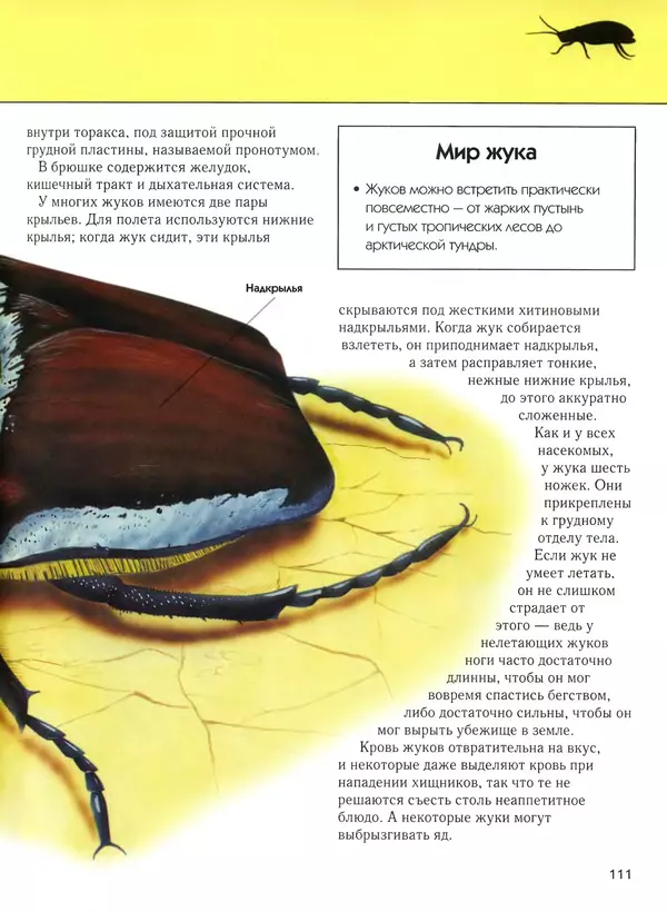  Автор неизвестен - Насекомые. Полная энциклопедия - Страница № 111