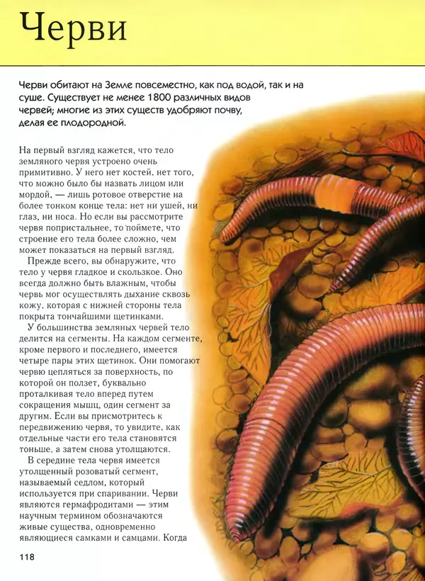  Автор неизвестен - Насекомые. Полная энциклопедия - Страница № 118