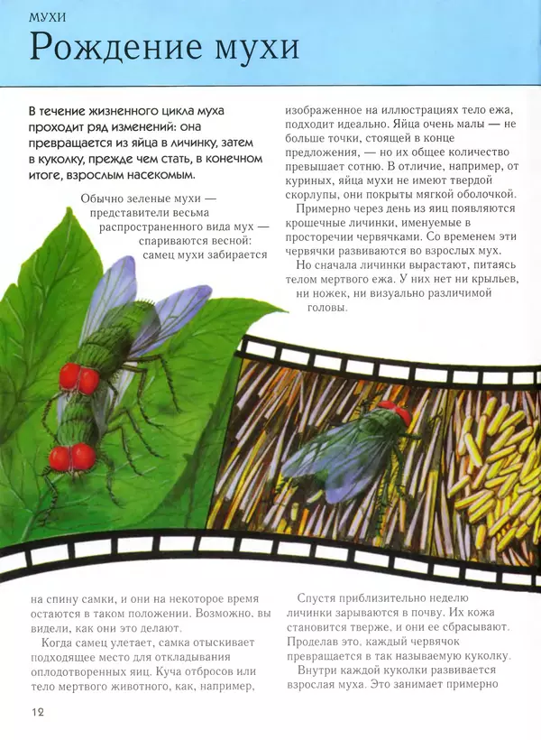  Автор неизвестен - Насекомые. Полная энциклопедия - Страница № 12