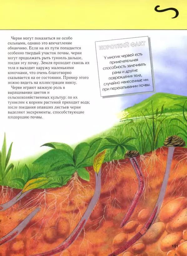  Автор неизвестен - Насекомые. Полная энциклопедия - Страница № 121