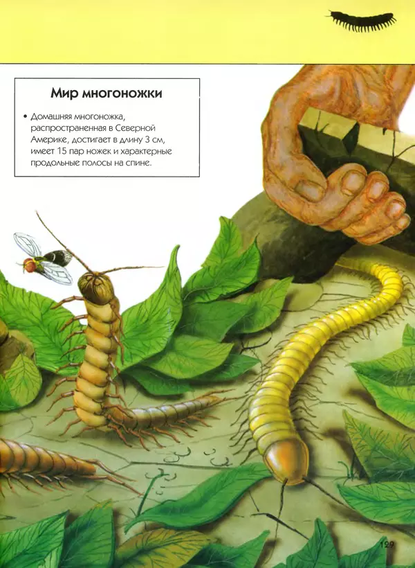  Автор неизвестен - Насекомые. Полная энциклопедия - Страница № 129