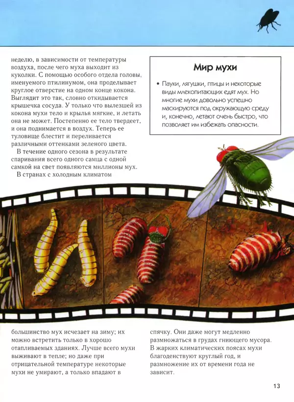  Автор неизвестен - Насекомые. Полная энциклопедия - Страница № 13