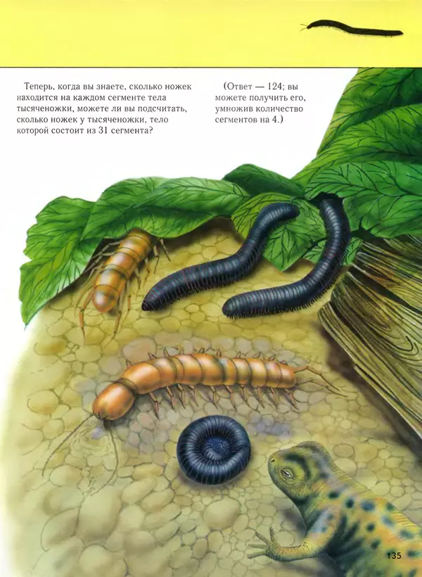  Автор неизвестен - Насекомые. Полная энциклопедия - Страница № 135