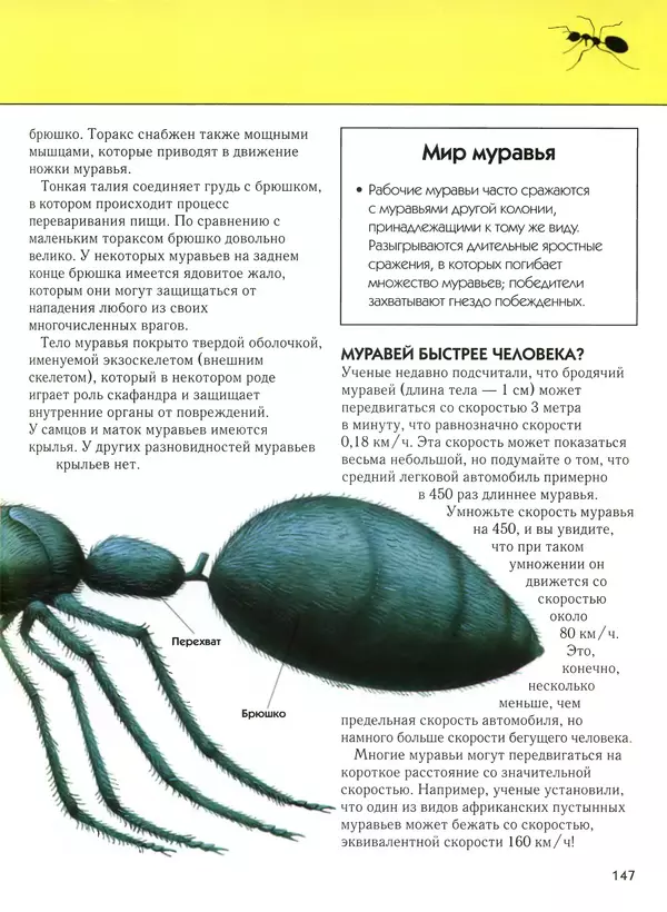  Автор неизвестен - Насекомые. Полная энциклопедия - Страница № 147
