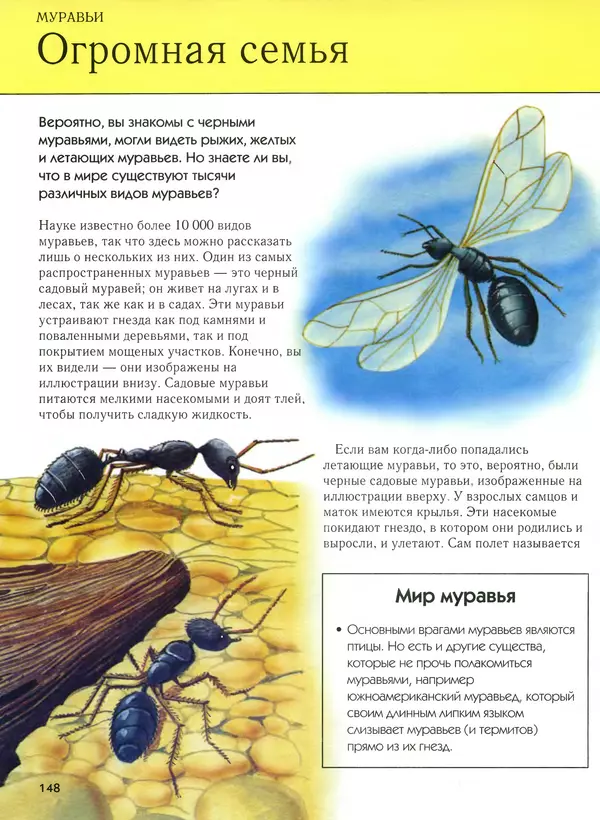 Автор неизвестен - Насекомые. Полная энциклопедия - Страница № 148