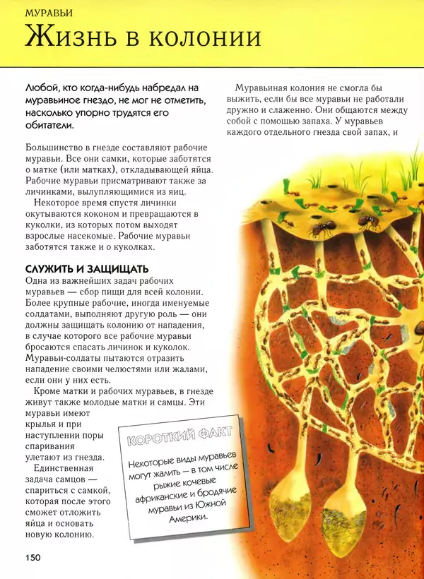  Автор неизвестен - Насекомые. Полная энциклопедия - Страница № 150