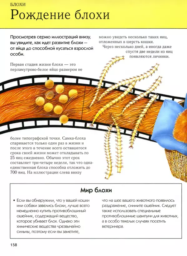  Автор неизвестен - Насекомые. Полная энциклопедия - Страница № 158