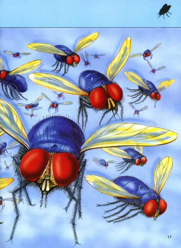  Автор неизвестен - Насекомые. Полная энциклопедия - Страница № 17