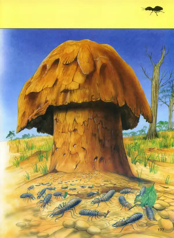  Автор неизвестен - Насекомые. Полная энциклопедия - Страница № 177