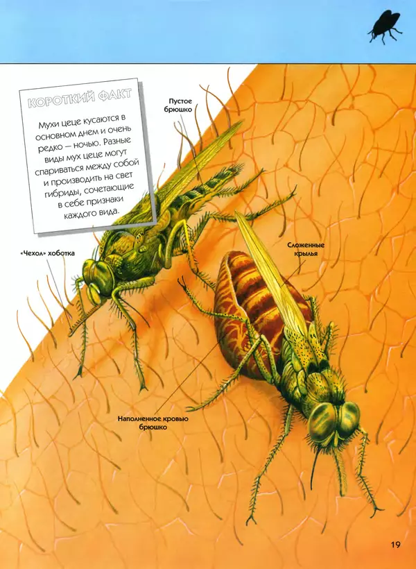  Автор неизвестен - Насекомые. Полная энциклопедия - Страница № 19