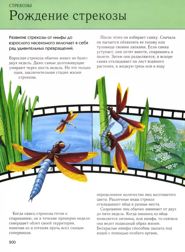  Автор неизвестен - Насекомые. Полная энциклопедия - Страница № 200