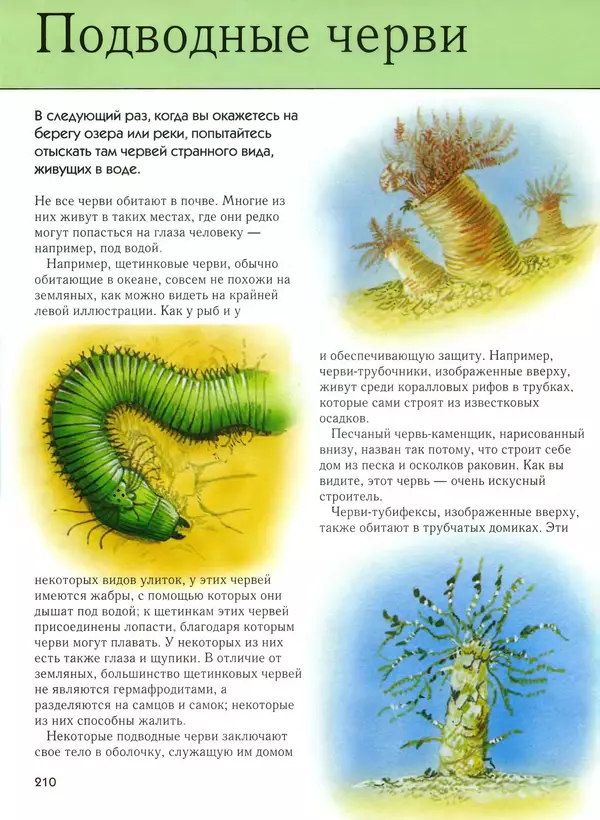  Автор неизвестен - Насекомые. Полная энциклопедия - Страница № 210