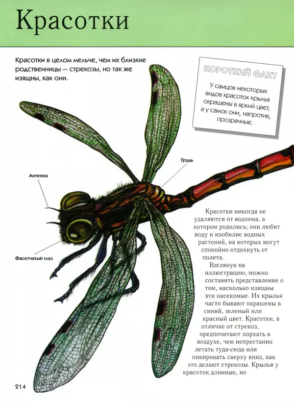  Автор неизвестен - Насекомые. Полная энциклопедия - Страница № 214