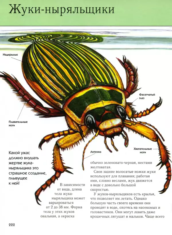 <!--p--><!--p--><!--p--><!--p--><!--p--><!--p--><!--p--><!--p--><!--p--><!--p--><!--p--><!--p--><!--p--><!--p--><!--p--><!--p--><!--p--><!--p--><!--p--><!--p--><!--p--><!--p--><!--p--><!--p--><!--p--><!--p--><!--p--><!--p--><!--p--><!--p--><!--p--><!--p--><!--p--><!--p--><!--p--><!--p--><!--p--><!--p--><!--p--><!--p--><!--p--><!--p--><!--p--><!--p--><!--p--><!--p--><!--p--><!--p--><!--p--><!--p--><!--p--><!--p--><!--p--><!--p--><!--p--><!--p--><!--p--><!--p--><!--p--><!--p--><!--p--><!--p--><!--p--><!--p--><!--p--><!--p--><!--p--><!--p--><!--p--><!--p--><!--p--><!--p--><!--p--><!--p--><!--p--><!--p--><!--p--><!--p--><!--p--><!--p--><!--p--><!--p--><!--p--><!--p--><!--p--><!--p--><!--p--><!--p--><!--p--><!--p--><!--p--><!--p--><!--p--><!--p--><!--p--><!--p--><!--p--><!--p--><!--p--><!--p--><!--p--><!--p--><!--p--><!--p--><!--p--><!--p--><!--p--><!--p--><!--p--><!--p--><!--p--><!--p--><!--p--><!--p--><!--p--><!--p--><!--p--><!--p--><!--p--><!--p--><!--p--><!--p--><!--p--><!--p--><!--p--><!--p--><!--p--><!--p--><!--p--><!--p--><!--p--><!--p--><!--p--><!--p--><!--p--><!--p--><!--p--><!--p--><!--p--><!--p--><!--p--><!--p--><!--p--><!--p--><!--p--><!--p--><!--p--><!--p--><!--p--><!--p--><!--p--><!--p--><!--p--><!--p--><!--p--><!--p--><!--p--><!--p--><!--p--><!--p--><!--p--><!--p--><!--p--><!--p--><!--p--><!--p--><!--p--><!--p--><!--p--><!--p--><!--p--><!--p--><!--p--><!--p--><!--p--><!--p--><!--p--><!--p--><!--p--><!--p--><!--p--><!--p--><!--p--><!--p--><!--p--><!--p--><!--p--><!--p--><!--p--><!--p--><!--p--><!--p--><!--p--><!--p--><!--p--><!--p--><!--p--><!--p--><!--p--><!--p--><!--p--><!--p--><!--p--><!--p--><!--p--><!--p--><!--p--><!--p--><!--p--><!--p--><!--p--><!--p--><!--p--><!--p--><!--p--><!--p--><!--p--><!--p--><!--p--><!--p--><!--p--><!--p-->Автор неизвестен - Насекомые. Полная энциклопедия - Страница № 222