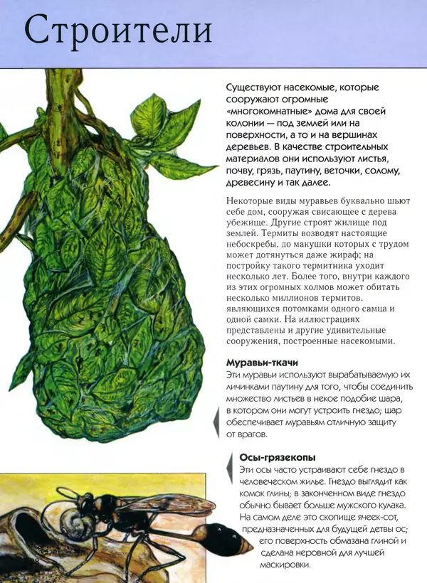  Автор неизвестен - Насекомые. Полная энциклопедия - Страница № 228