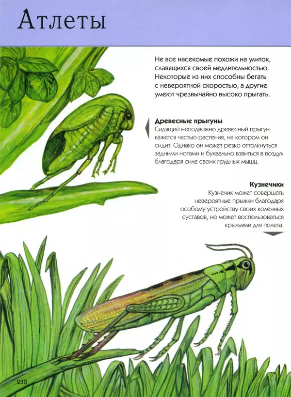  Автор неизвестен - Насекомые. Полная энциклопедия - Страница № 230