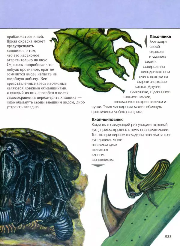  Автор неизвестен - Насекомые. Полная энциклопедия - Страница № 233