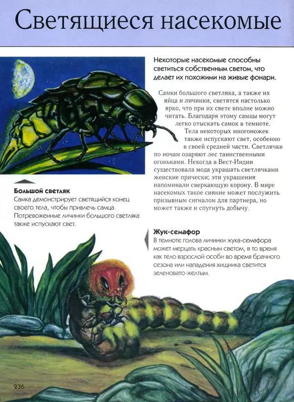  Автор неизвестен - Насекомые. Полная энциклопедия - Страница № 236