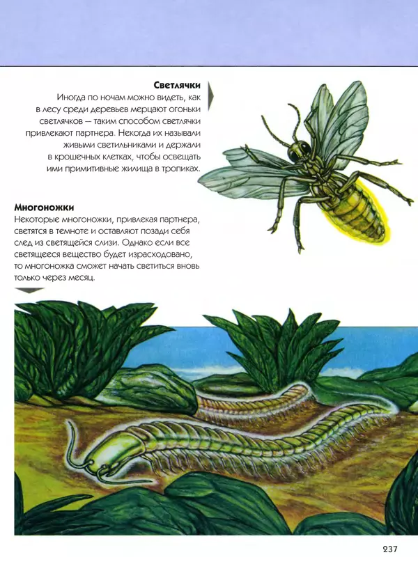  Автор неизвестен - Насекомые. Полная энциклопедия - Страница № 237