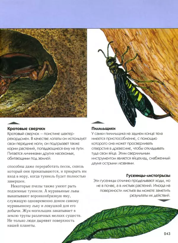  Автор неизвестен - Насекомые. Полная энциклопедия - Страница № 243