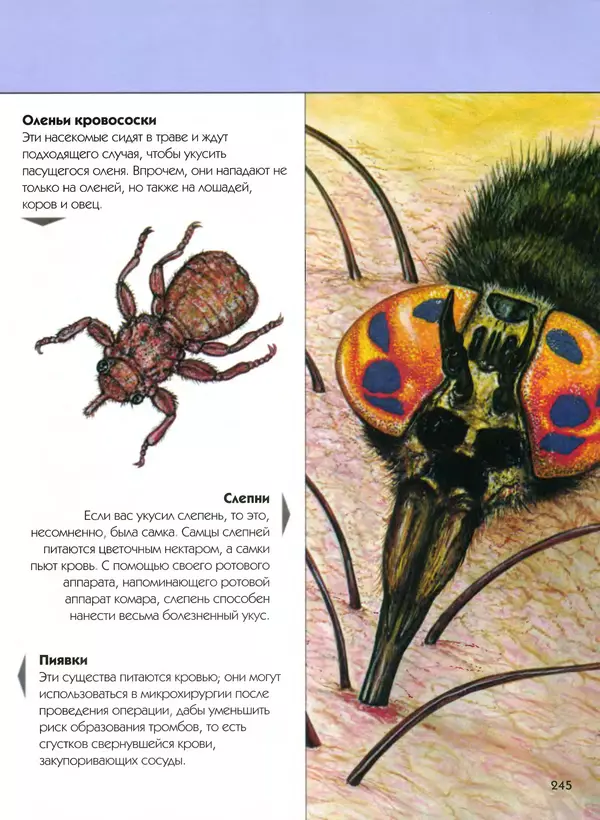  Автор неизвестен - Насекомые. Полная энциклопедия - Страница № 245