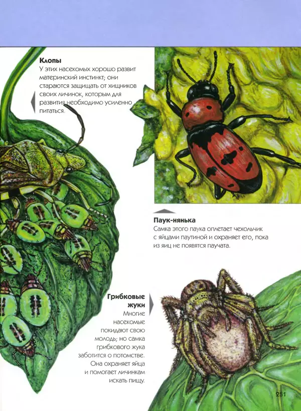  Автор неизвестен - Насекомые. Полная энциклопедия - Страница № 251
