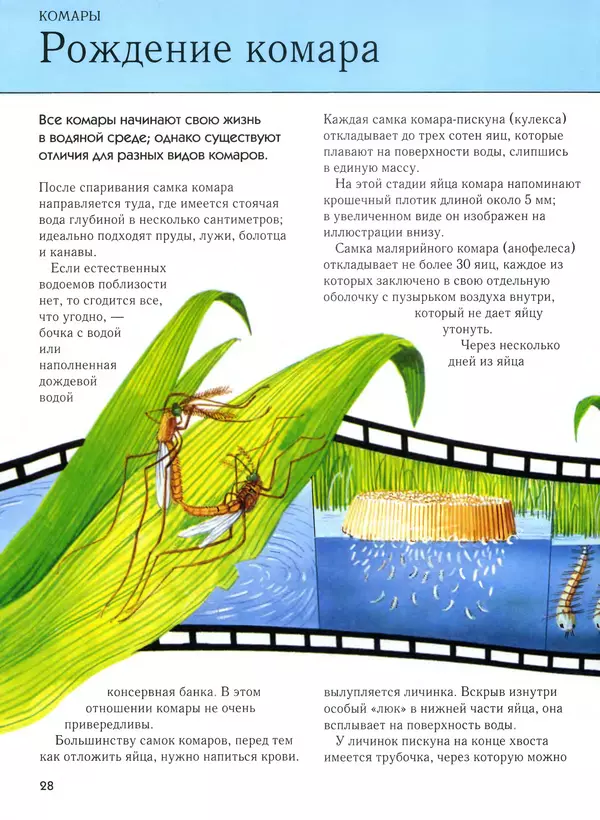  Автор неизвестен - Насекомые. Полная энциклопедия - Страница № 28