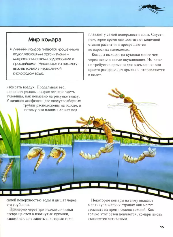  Автор неизвестен - Насекомые. Полная энциклопедия - Страница № 29