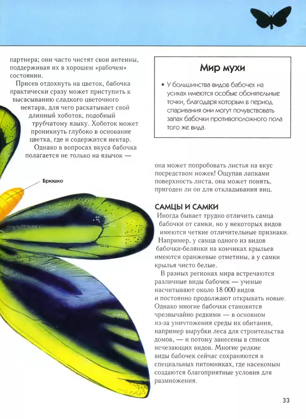  Автор неизвестен - Насекомые. Полная энциклопедия - Страница № 33