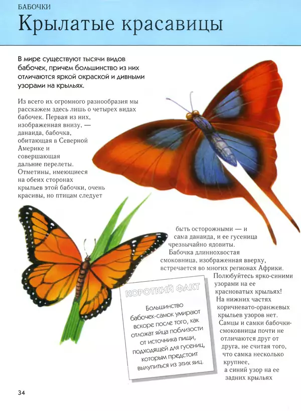  Автор неизвестен - Насекомые. Полная энциклопедия - Страница № 34