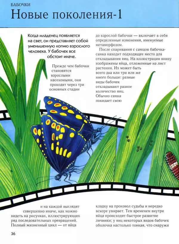  Автор неизвестен - Насекомые. Полная энциклопедия - Страница № 36