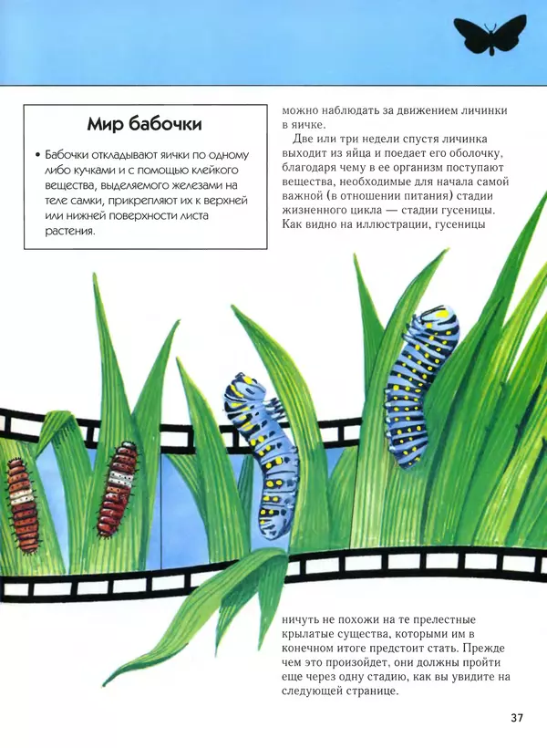  Автор неизвестен - Насекомые. Полная энциклопедия - Страница № 37