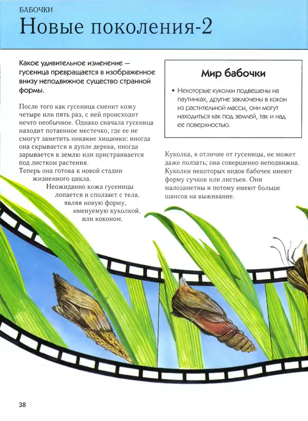  Автор неизвестен - Насекомые. Полная энциклопедия - Страница № 38
