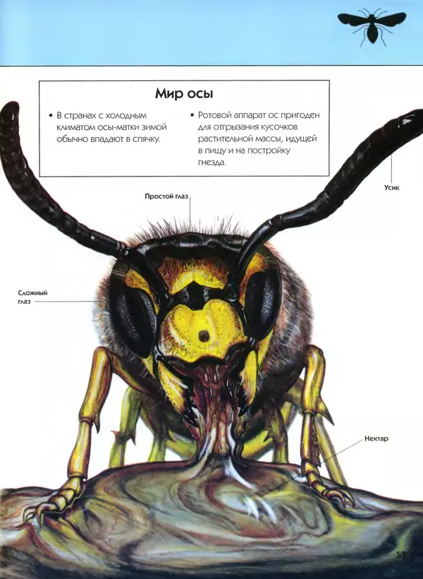  Автор неизвестен - Насекомые. Полная энциклопедия - Страница № 53