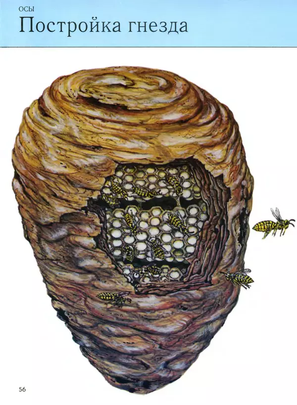  Автор неизвестен - Насекомые. Полная энциклопедия - Страница № 56