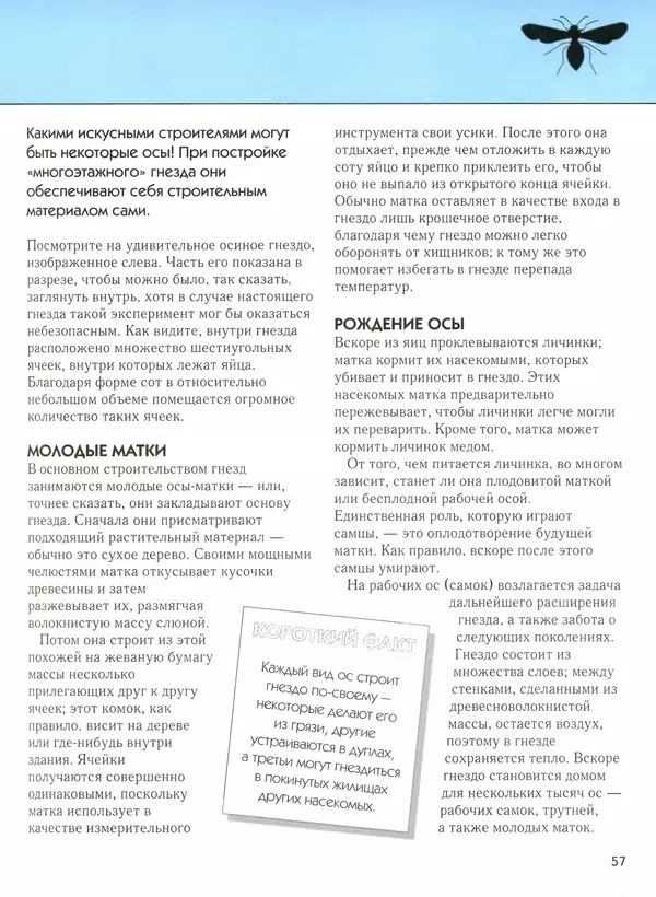  Автор неизвестен - Насекомые. Полная энциклопедия - Страница № 57
