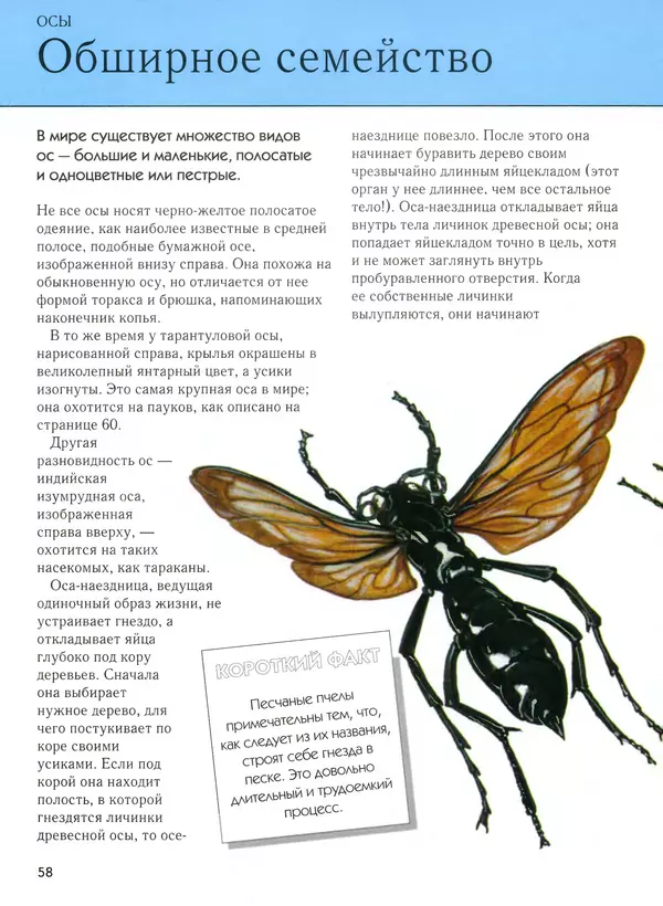  Автор неизвестен - Насекомые. Полная энциклопедия - Страница № 58
