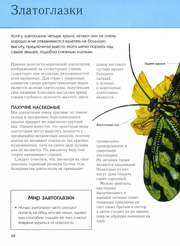  Автор неизвестен - Насекомые. Полная энциклопедия - Страница № 62