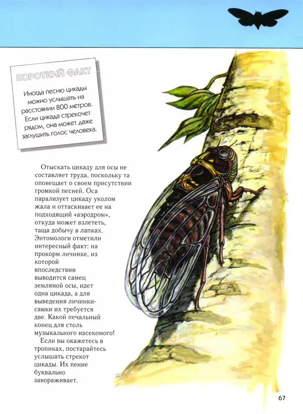  Автор неизвестен - Насекомые. Полная энциклопедия - Страница № 67
