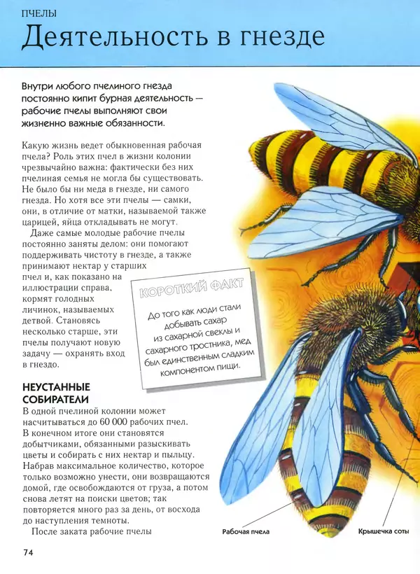  Автор неизвестен - Насекомые. Полная энциклопедия - Страница № 74