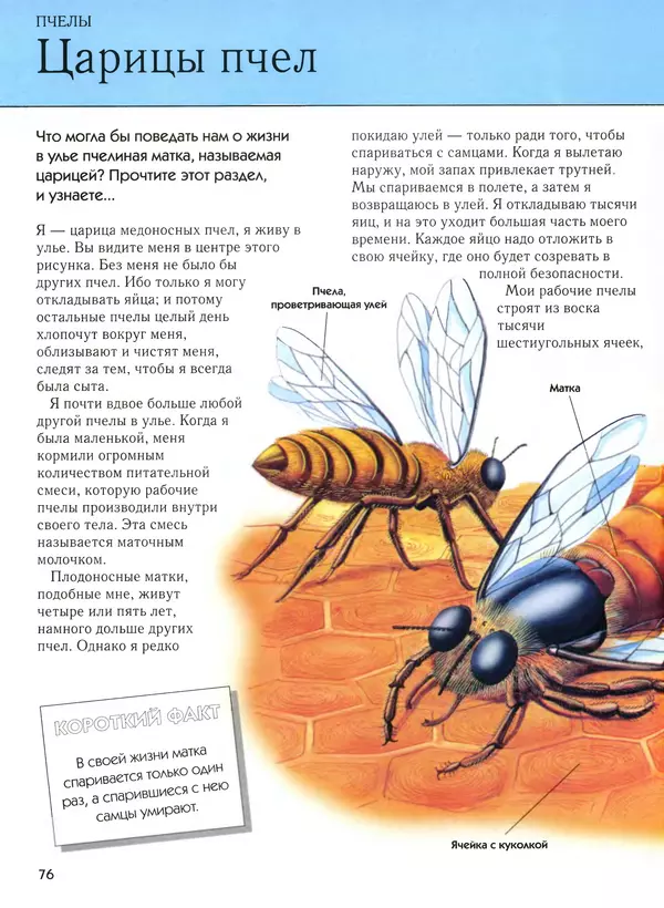  Автор неизвестен - Насекомые. Полная энциклопедия - Страница № 76